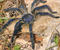 03-Tarantula-large-20091112-081133.jpg