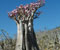 2_Adenium-obesum_Nadim-Taleb-20091118-130300.jpg