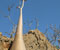 3_Adenium-young_Bohdana-Rambouskova-20091118-130326.jpg
