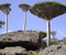 5-Dracena-on-rocks-large-20091111-225012.jpg