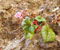 8-begonia-on-semha-island-large-20091111-225159.jpg
